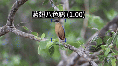 鸟类种类识别