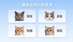 猫咪品种识别